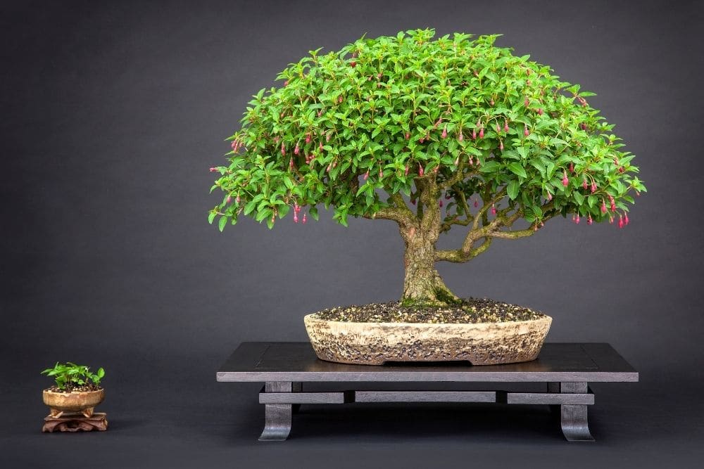 Fuchsia Bonsai Tree