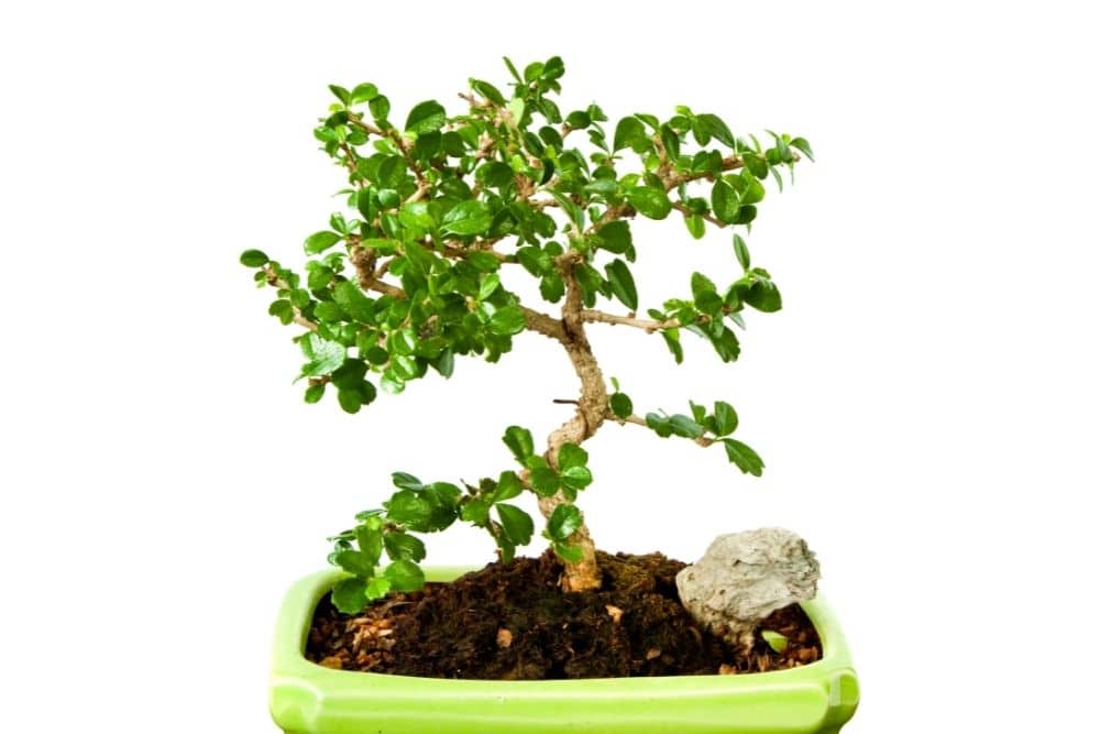 Fukien Tea Bonsai Tree