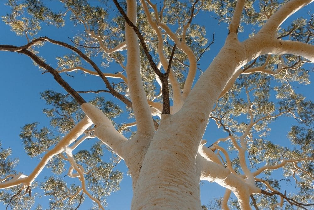 Ghost Gum