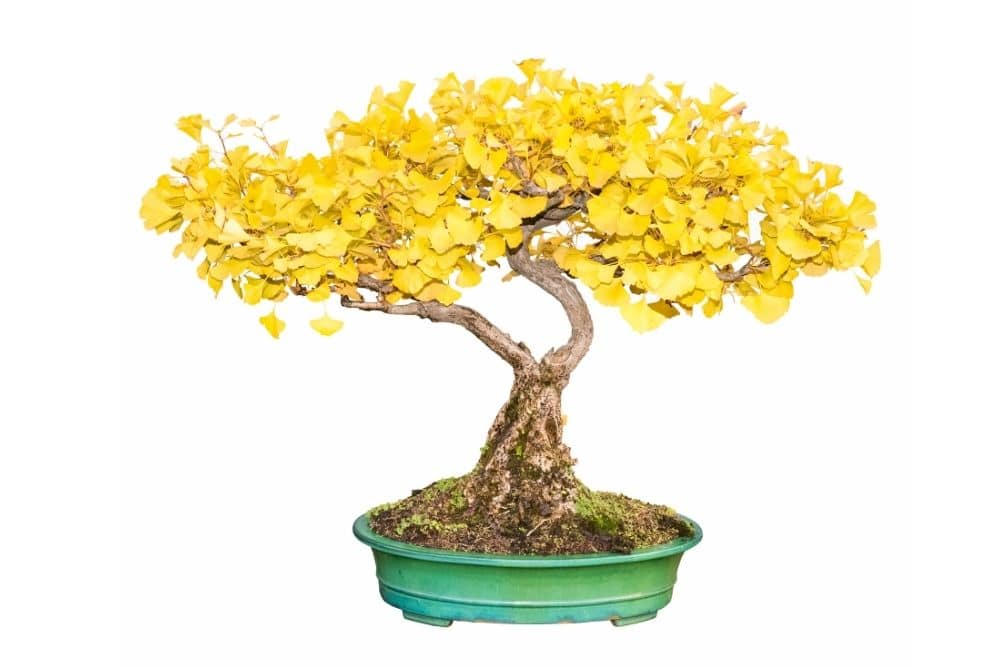 Ginkgo Bonsai Tree