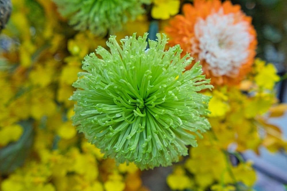 Green Anastasia Spider