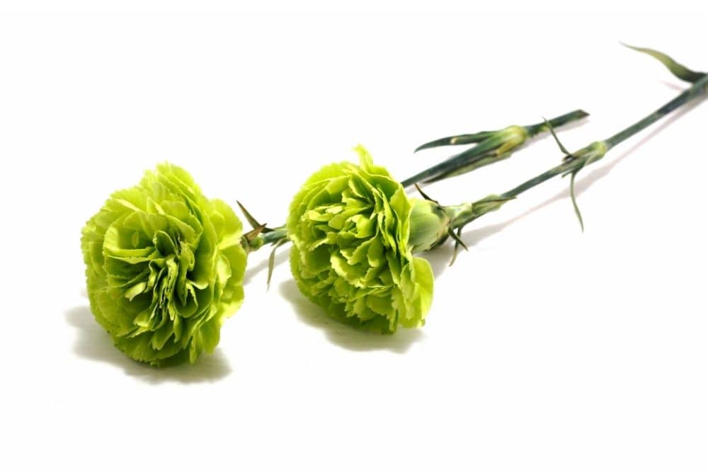 Green Carnation
