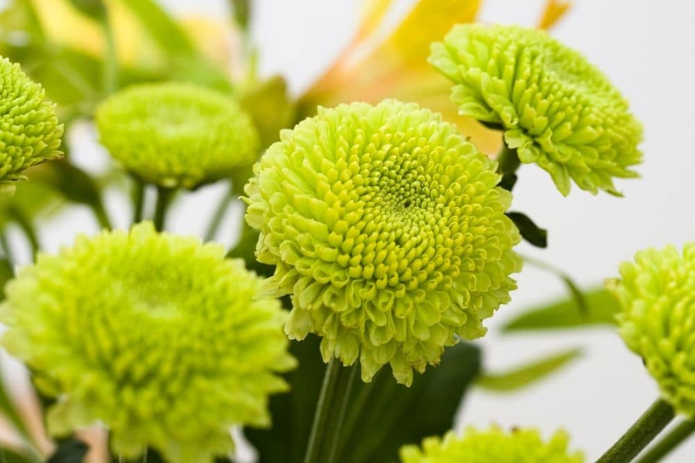 Green Chrysanthemum