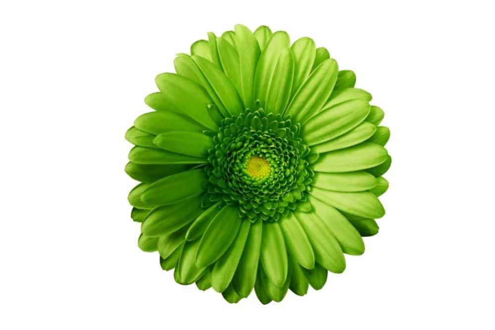 Green Gerbera