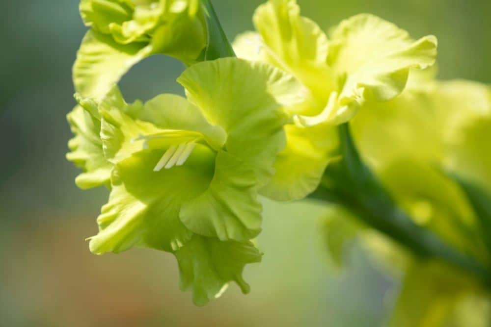 Green Gladiolus