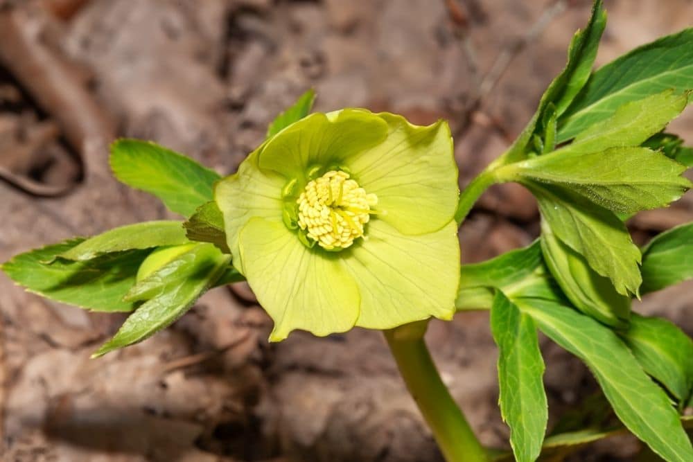 Green Hellebore