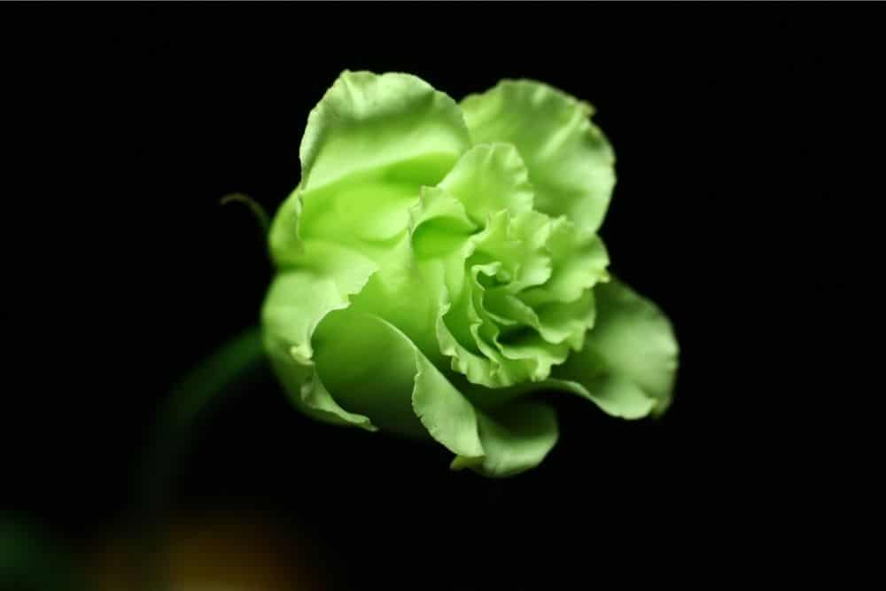 Green Roses