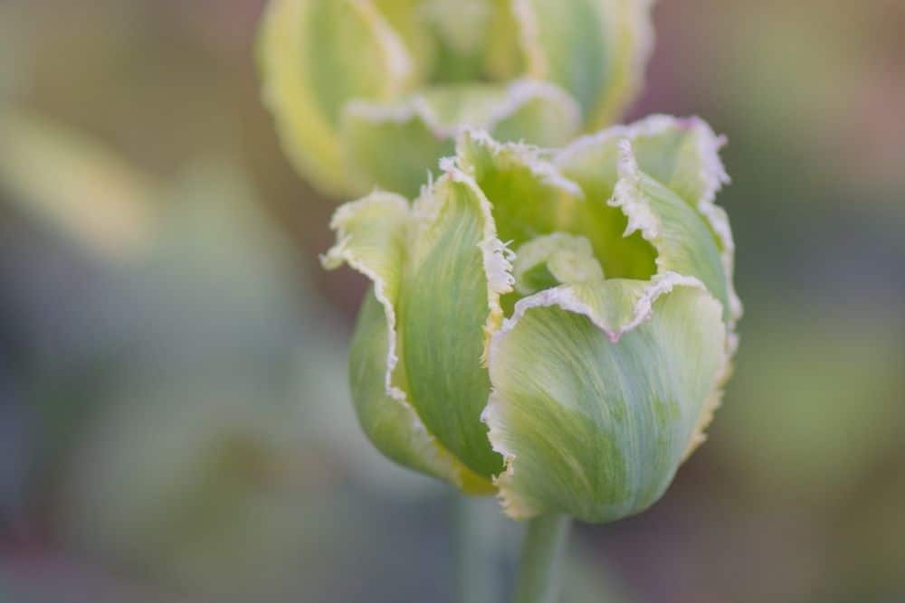 Green Viridiflora