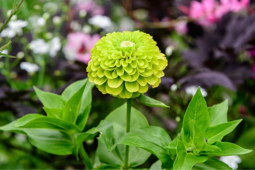 Green Zinnia