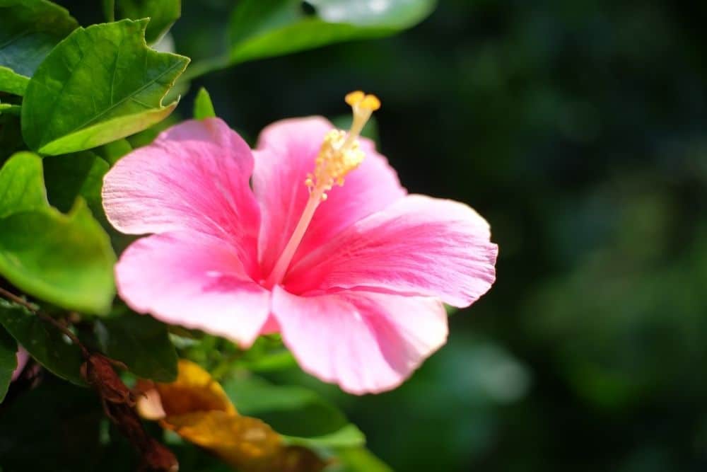 Hibiscus