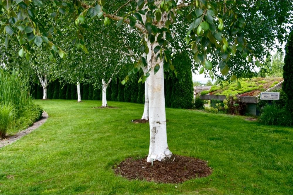 Himalayan Birch