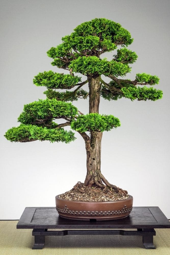 Hinoki Cypress Bonsai Tree