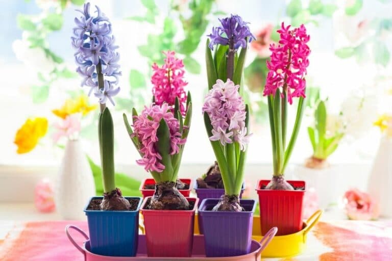 Hyacinth Flower Meaning and Symbolism Flower Glossary