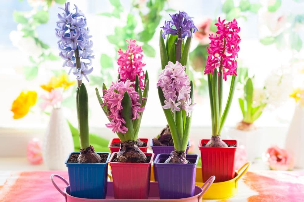 Hyacinth Flower Meaning and Symbolism