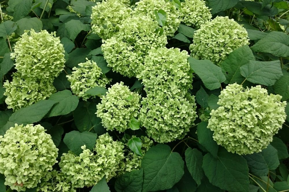 Hydrangea Annabelle