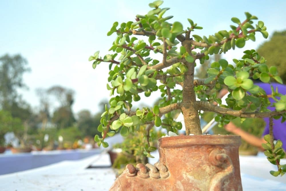 Jade Bonsai