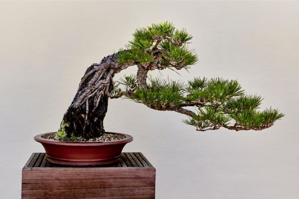 Japanese Black Pine Bonsai Tree