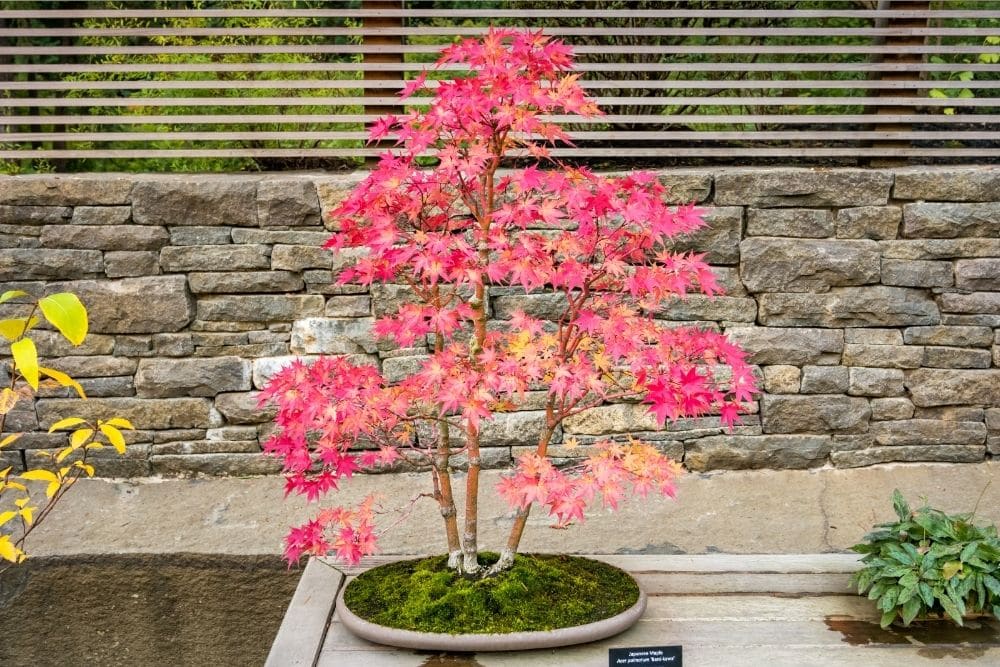 Japanese Maple Bonsai Tree