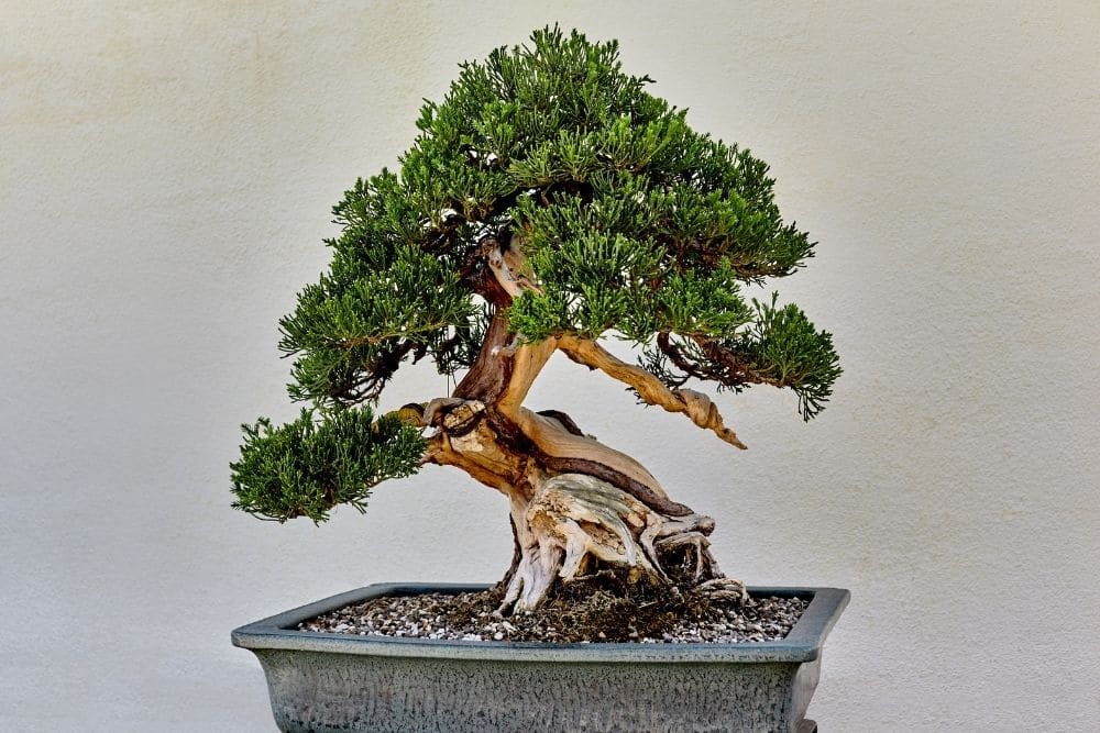 Juniper Bonsai Tree Types How To Grow and Care