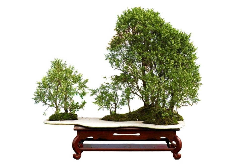 Juniper Bonsai Tree Types How To Grow and Care