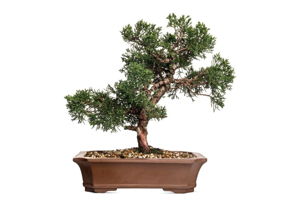 Juniper Bonsai Tree Types How To Grow and Care