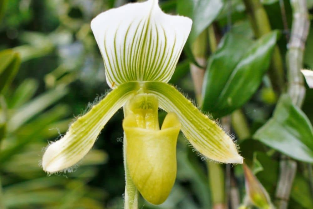 Ladys Slipper Orchid