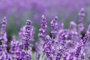 Lavender Flower Meaning and Symbolism