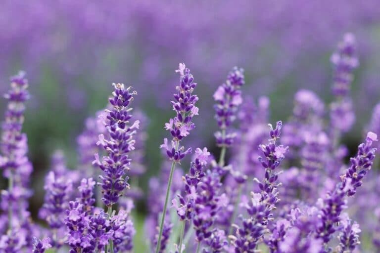 Lavender Flower Meaning and Symbolism Flower Glossary