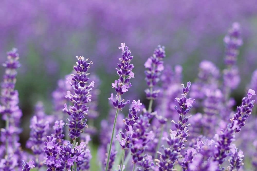 Lavender Flower Meaning and Symbolism