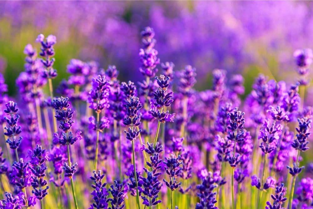 Lavender Flower