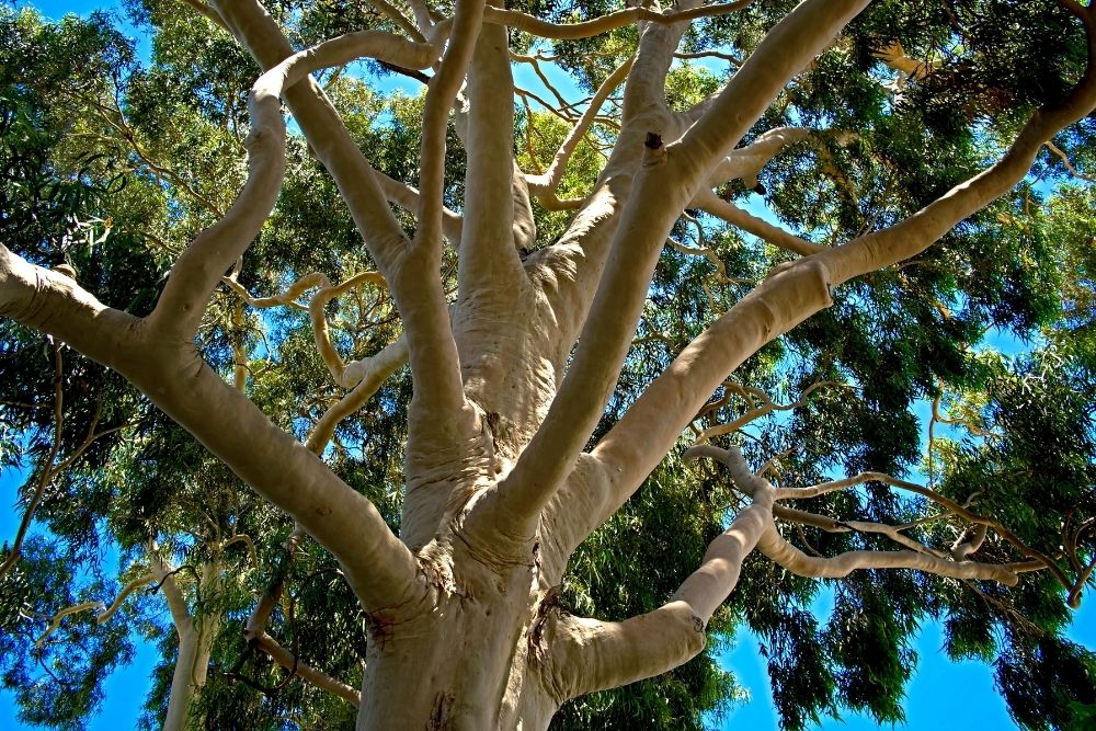 Lemon Scented Gum