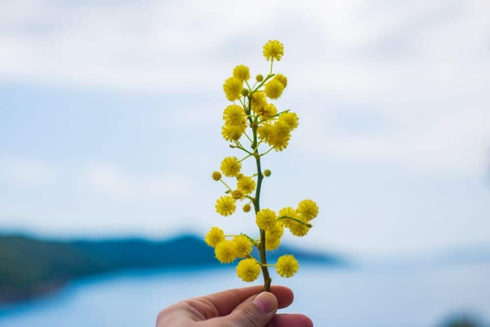 MIMOSA FLOWER