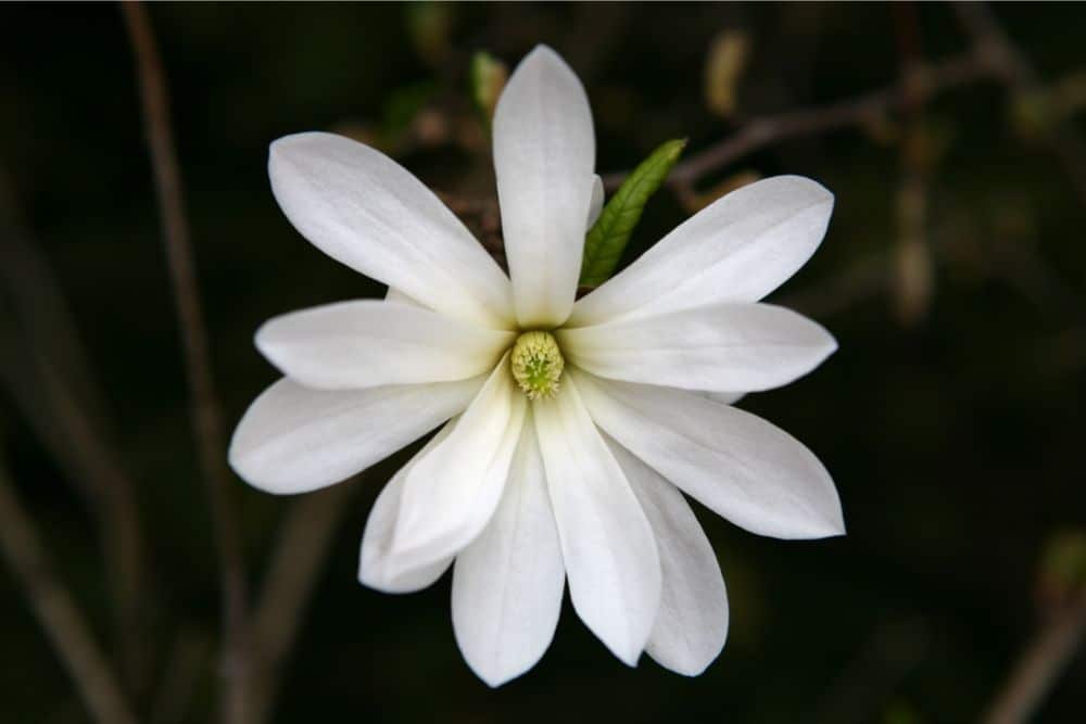 Magnolia Stellata Bonsai Tree