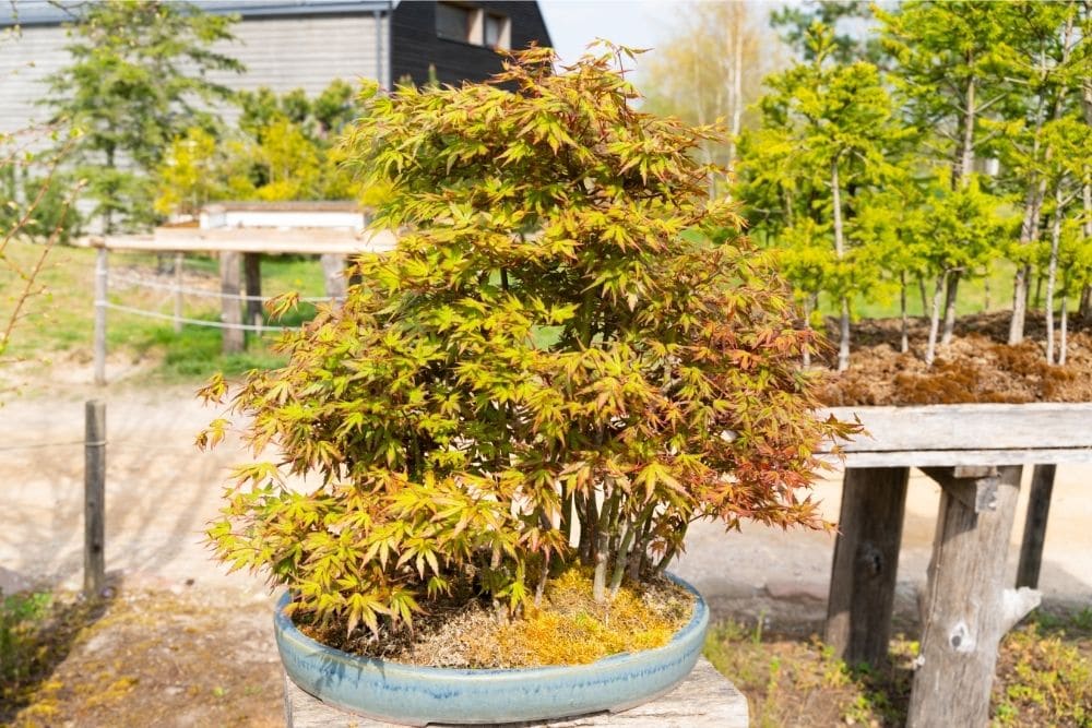 Maple Bonsai