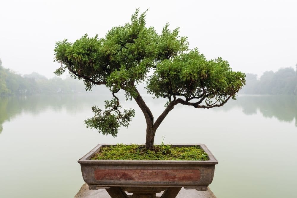 Meaning and Symbolism of Common Bonsai Trees