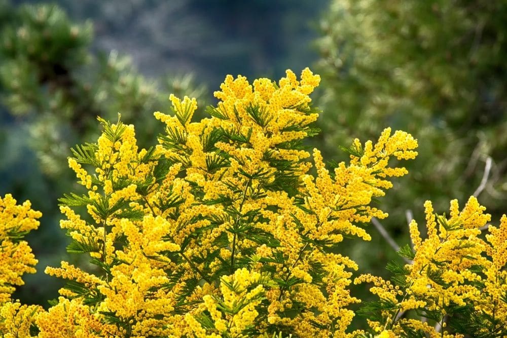 Mimosa Flowers Meaning and Symbolism