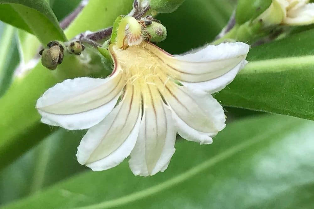 Naupaka Flowers