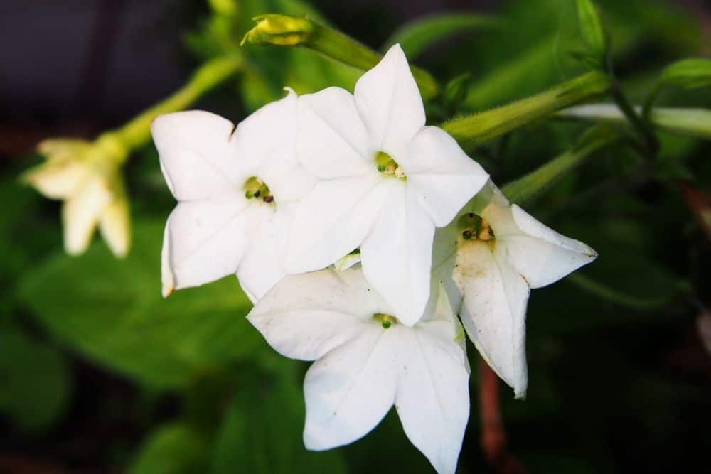 Nicotiana