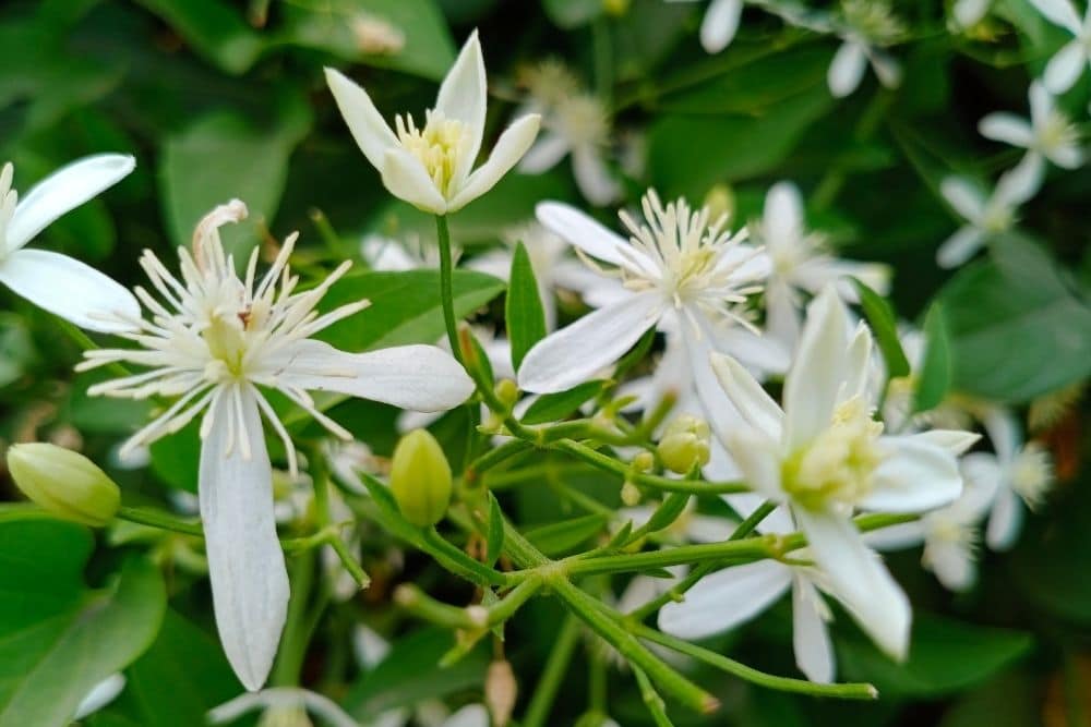 Night Blooming Jasmine