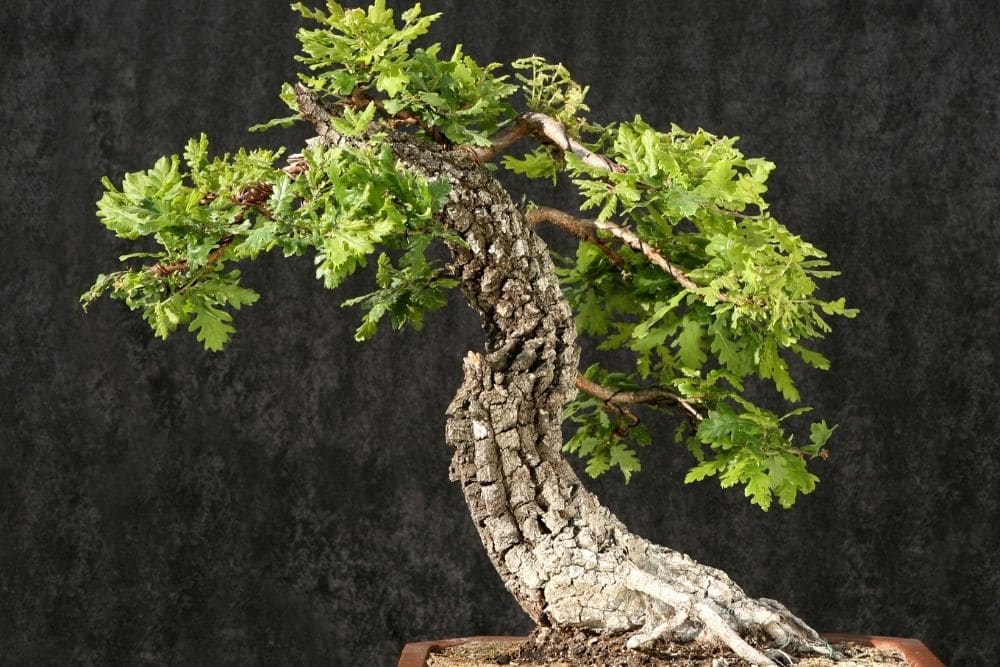 Oak Bonsai Tree