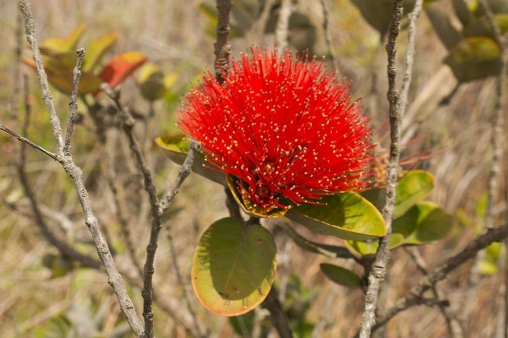 Ohia Lehua Flowers