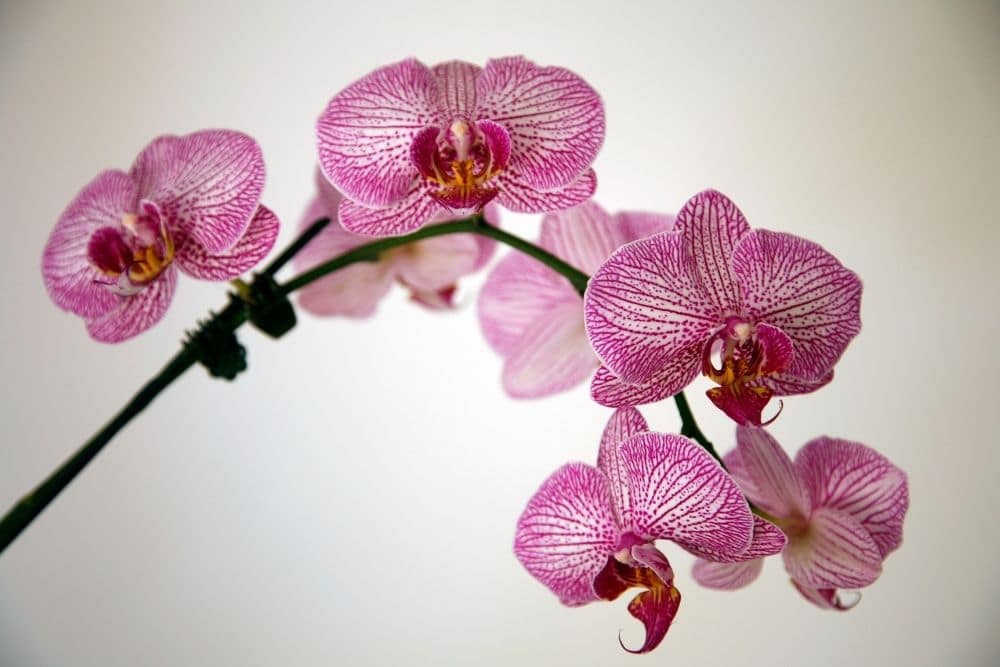 Orchids