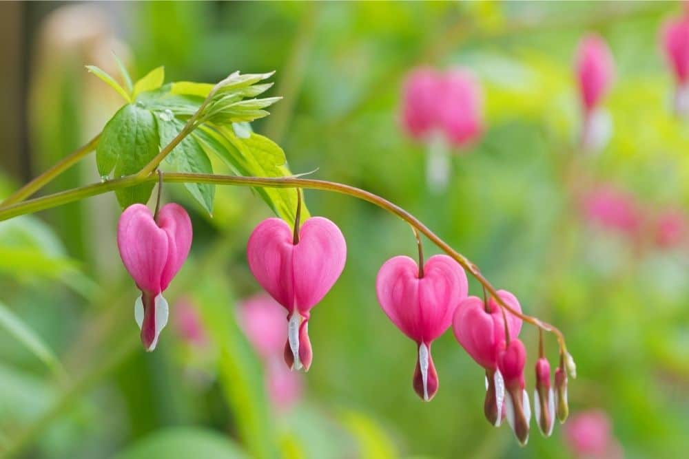 PINK Bleeding Heart Flower