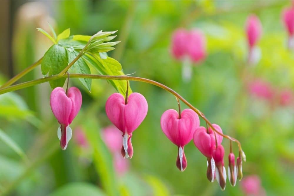 PINK Bleeding Heart Flower