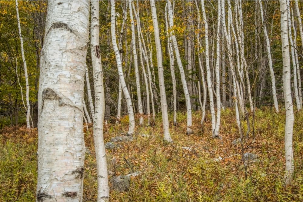 Paper Birch