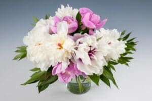 Peony Flower Meaning and Symbolism You Should Know