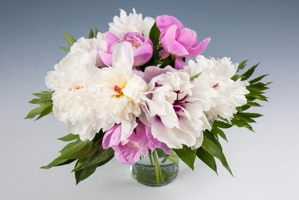 Peony Flower Meaning and Symbolism You Should Know