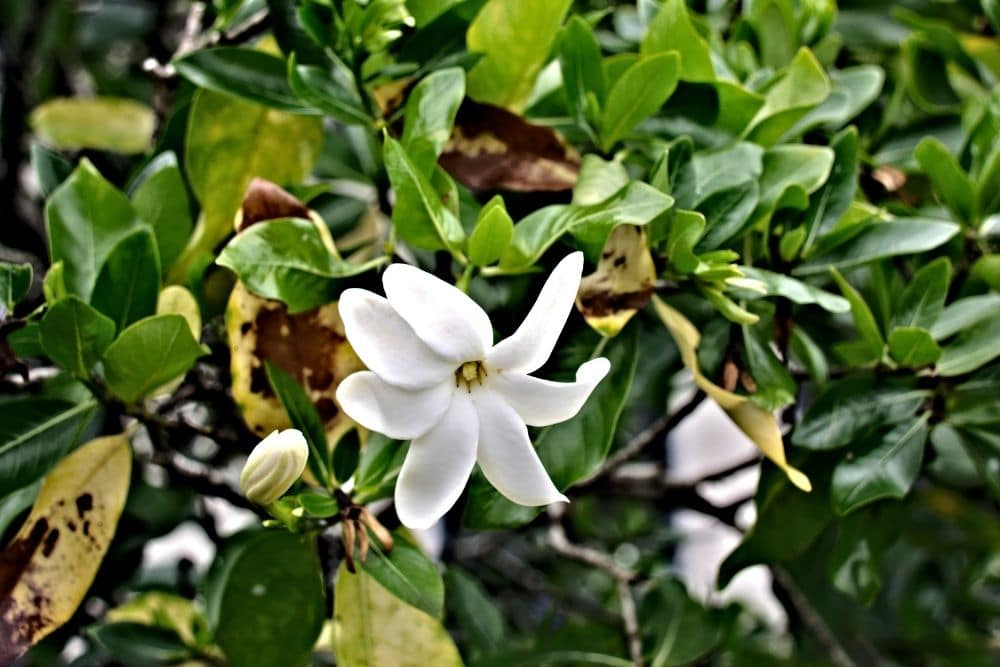 Pikake Flowers