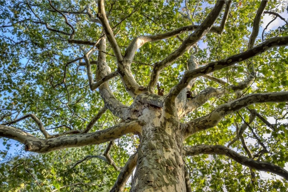 Plane Tree