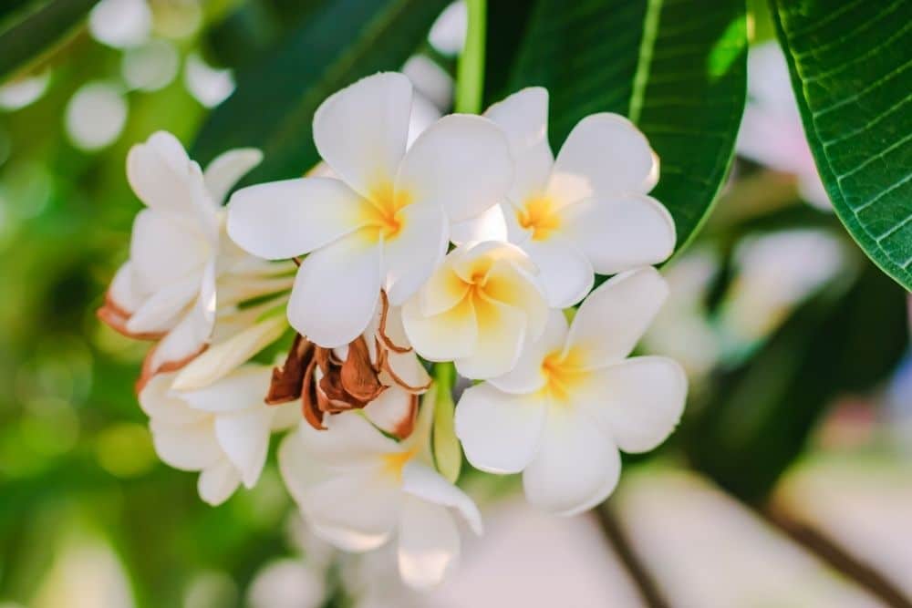 Plumerias